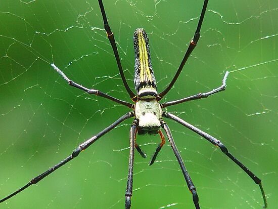 Photo of huge Nephila spider: Nephila pilipes, in Thailand.